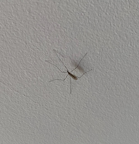 Rhipidia fidelis