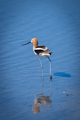 iNaturalist observation photo of American Avocet