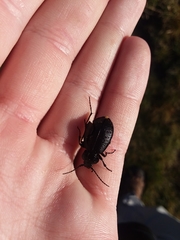 Carabus sylvestris