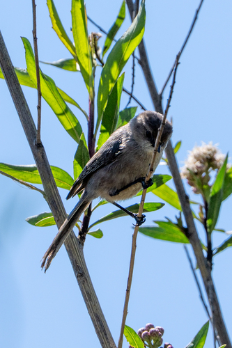 iNaturalist observation photo of Bushtit