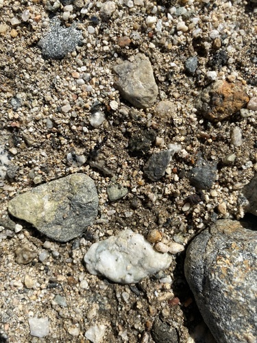 iNaturalist observation photo of Veromessor Harvester Ants
