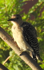 Melanerpes aurifrons