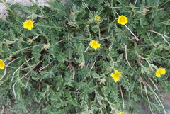 Geum rossii
