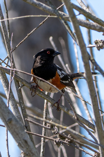 iNaturalist observation photo of Spotted Towhee