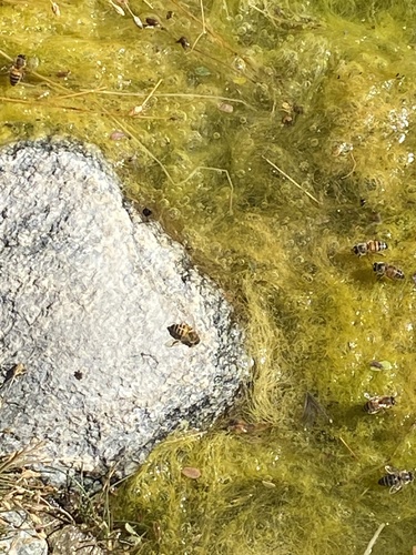 iNaturalist observation photo of Western Honey Bee