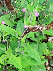 Euploea lewinii