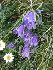 Campanula alpina