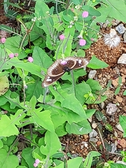 Euploea lewinii