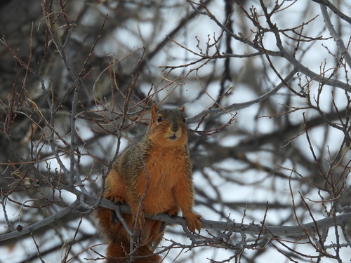 iNaturalist observation 2025-02-23