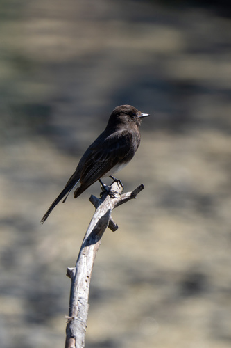 iNaturalist observation photo of Black Phoebe