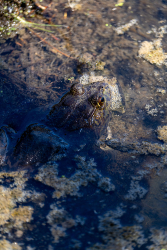 iNaturalist observation photo of American Bullfrog