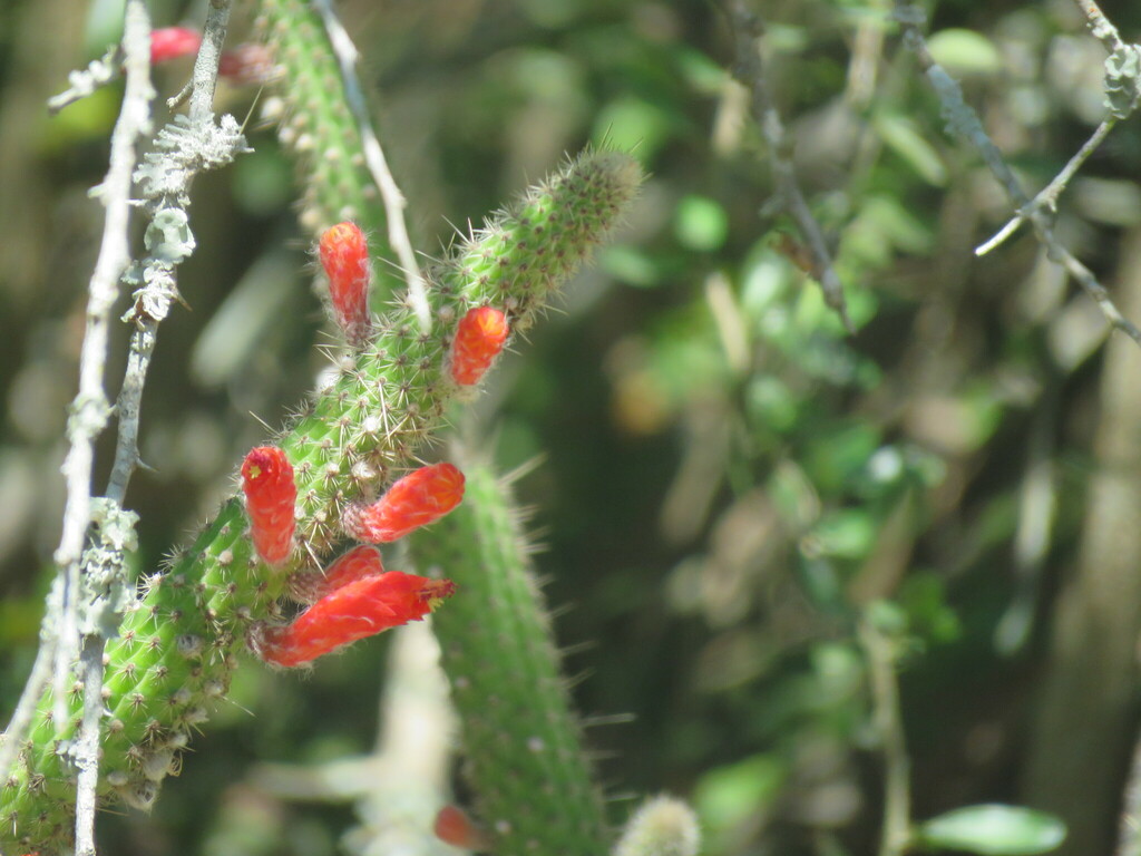 Cleistocactus baumannii (Lem.) Lem. 3
