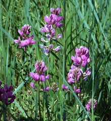 Lupinus wyethii