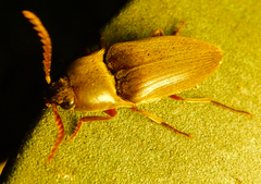 Diplostethus texanus