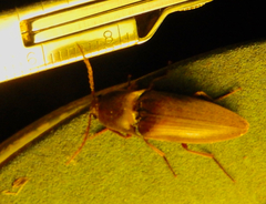 Diplostethus texanus