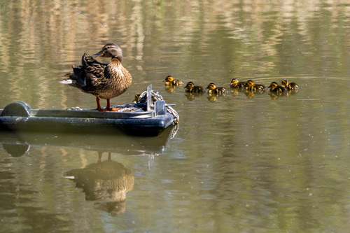 iNaturalist observation photo of Mallard