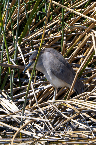 iNaturalist observation photo of Black-crowned Night Heron