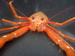 Grimothea planipes