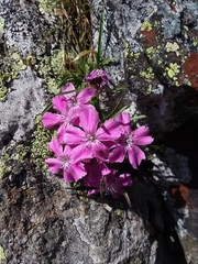 Dianthus glacialis