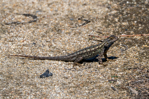 iNaturalist observation photo of Western Fence Lizard