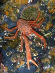 Grimothea planipes