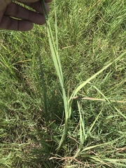 Paspalum denticulatum