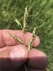 Paspalum denticulatum