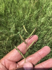 Paspalum denticulatum