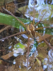Dolomedes