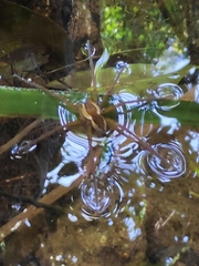 Dolomedes