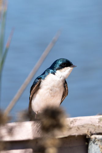 iNaturalist observation photo of Tree Swallow