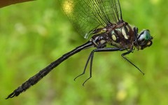 Somatochlora elongata