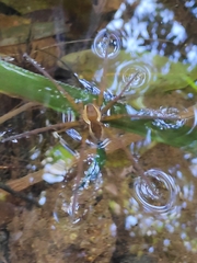 Dolomedes