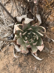 Dudleya ingens