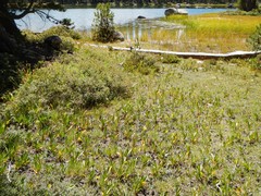 Dodecatheon