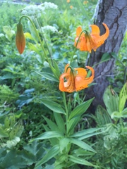 Lilium pardalinum wigginsii