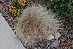 Festuca glauca