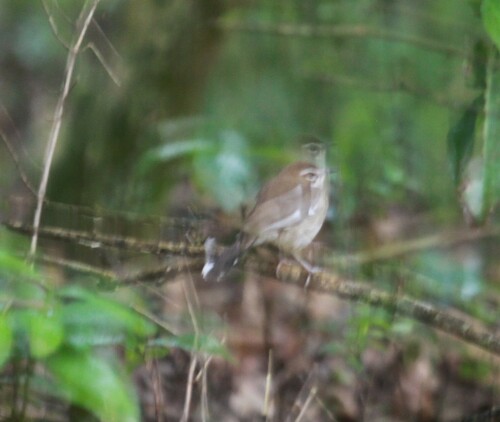 Brown Scrub Robin (Tychaedon signata), photo 5