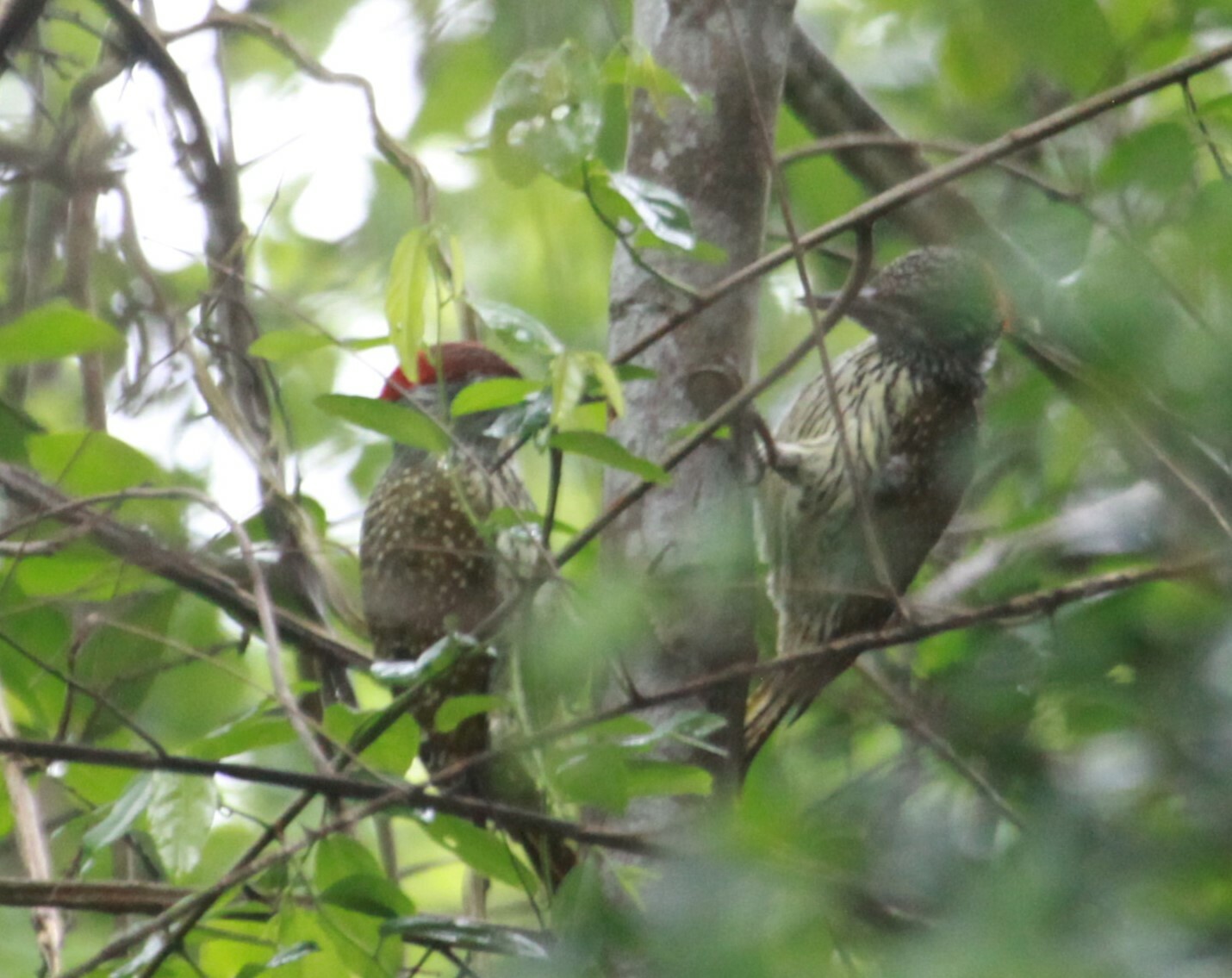 Golden-tailed Woodpecker illustration