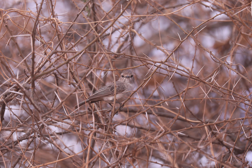 African Grey Flycatcher (Bradornis microrhynchus), photo 4