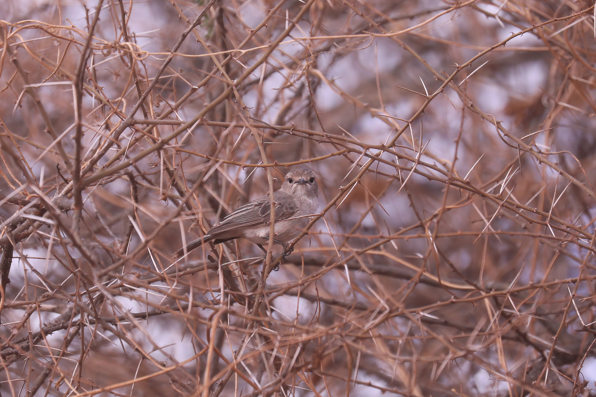 African Grey Flycatcher illustration