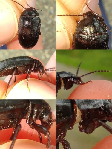 Prionychus fairmairii