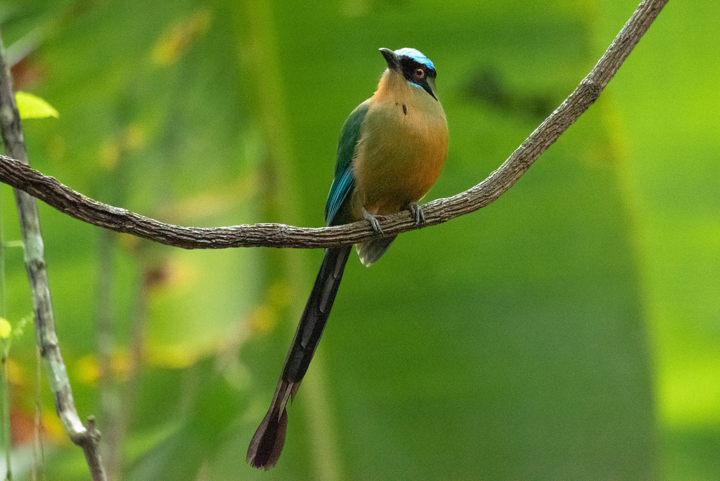 Amazonian Motmot photo