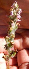 Pedicularis attollens