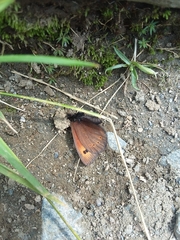 Erebia epiphron