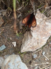 Erebia epiphron