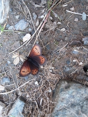 Erebia epiphron