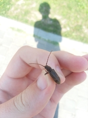 Trichoferus campestris