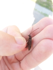 Trichoferus campestris