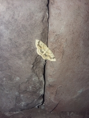Cyclophora annularia